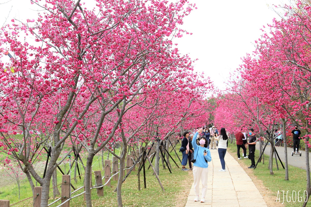 台中看櫻花 中科崴立櫻花公園 河津櫻、吉野櫻、八重櫻、富士櫻 每年2月起陸續開花