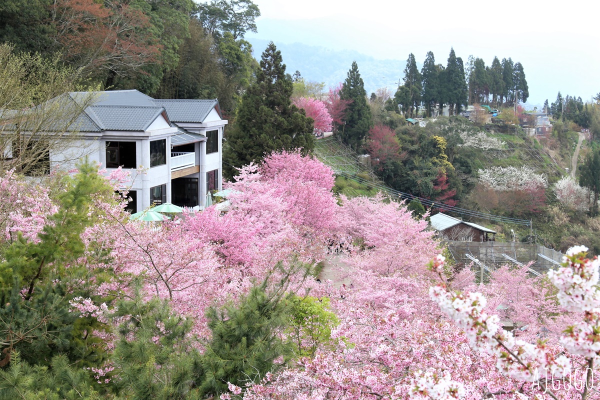 恩愛農場 桃園拉拉山櫻花季 富士櫻、千島櫻接力盛開 有粉紅浪潮 交通路況分享