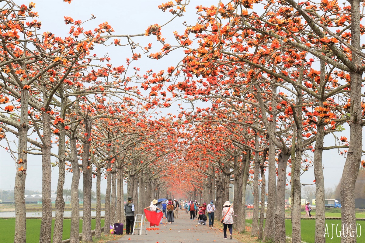 台南白河 林初埤木棉花道 每年3月上演的橘紅色花海隧道
