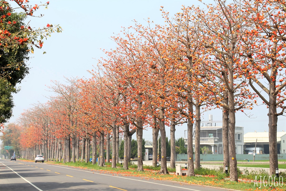 雲林虎尾 木棉樹花道 串聯雲林南北的縣道145 每年3月盛開