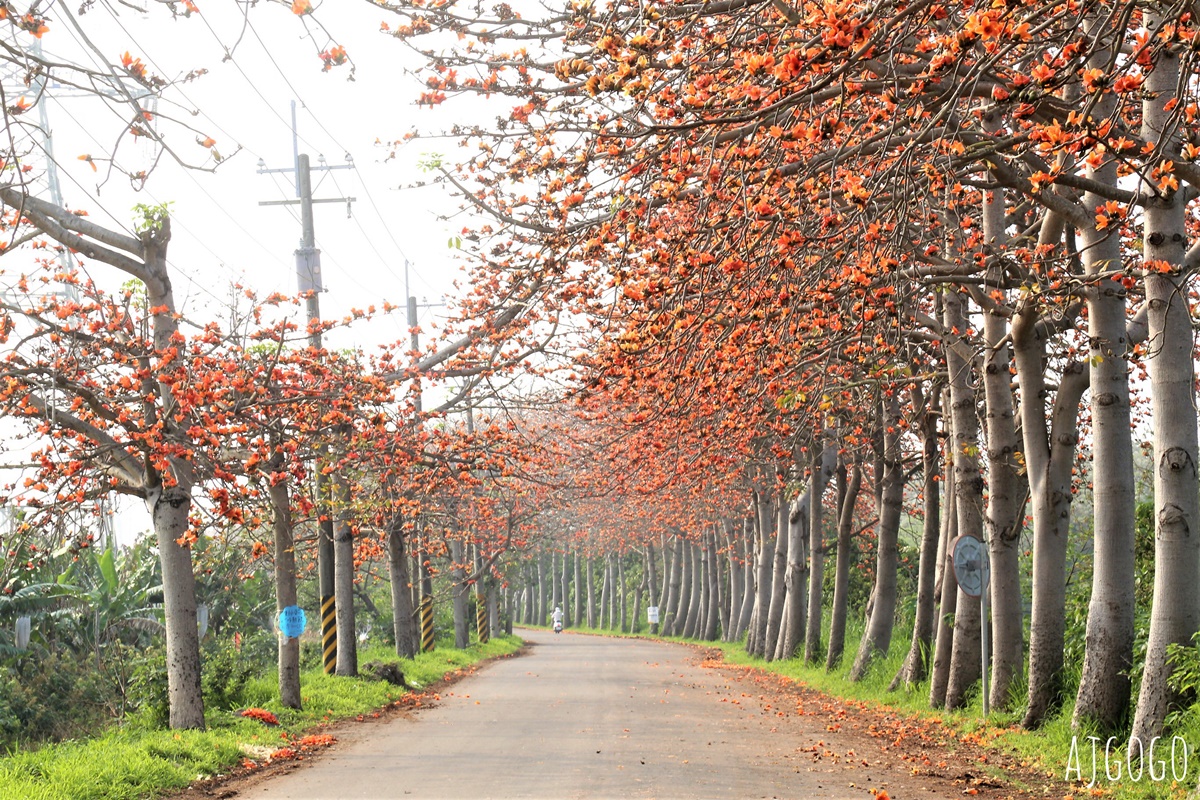 彰化 埤頭鄉木棉花道 東螺溪畔的橘紅色大道 每年3月上演