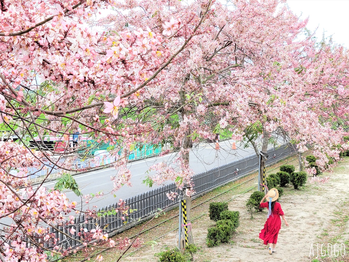 台南 金砂花旗木步道 糖廠鐵道旁的粉紅花道 每年3~4月綻放