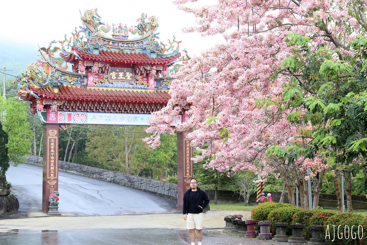 台南玉山寶光聖堂 300顆花旗木粉紅花海 每年3~4月綻放
