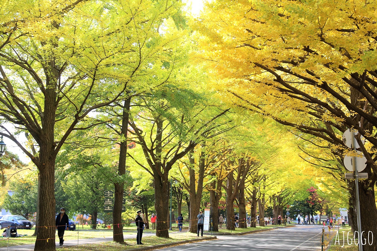北海道大學 銀杏大道 每年10月底、11月初變身為金黃大道