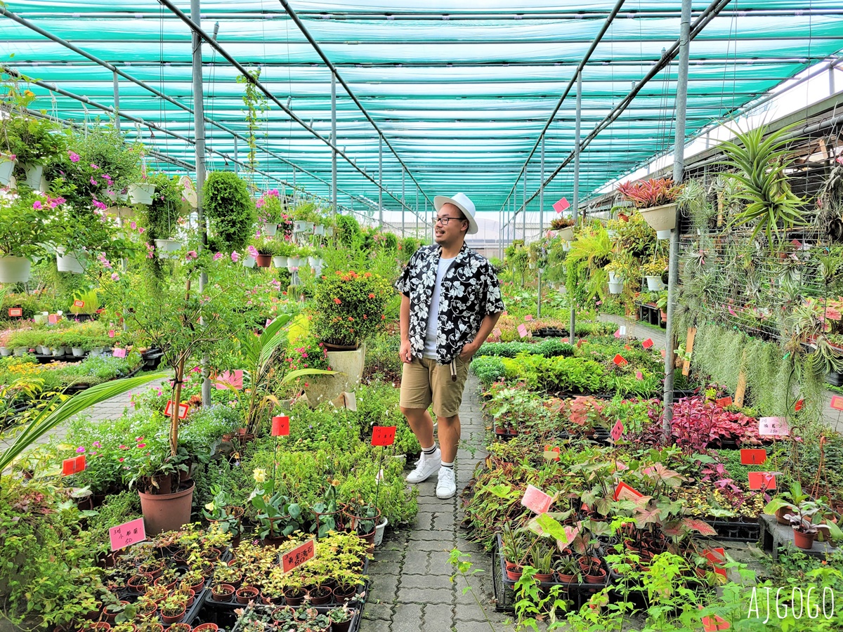 常菁花園 屏東萬丹買花、買盆栽、龜背芋的好地方