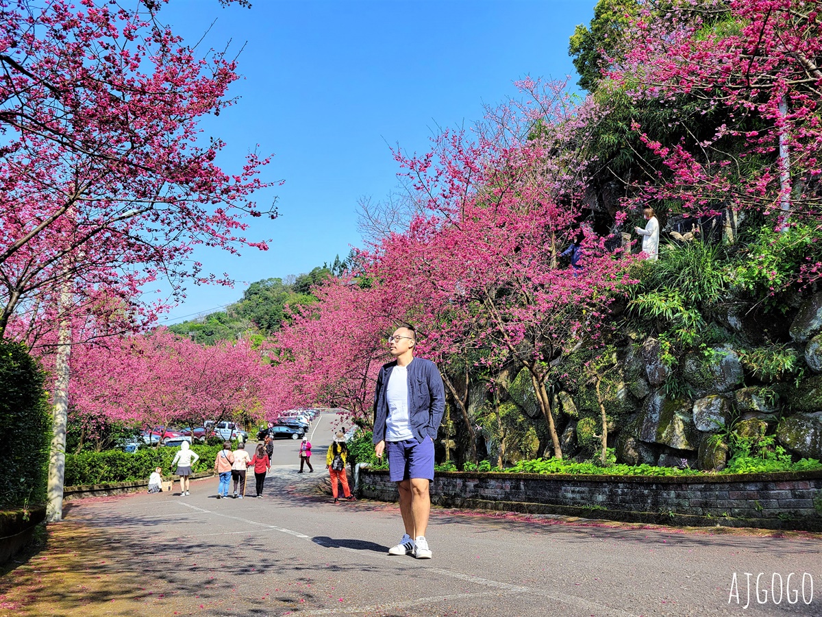 龜山元德寶宮 桃園賞櫻景點 八重櫻小徑 每年2月中盛開