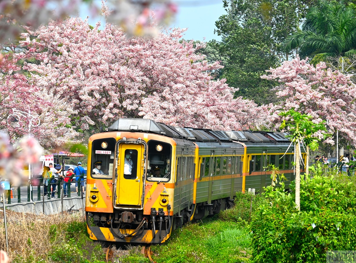 彰化 二水花旗木鐵道 集集線小火車與粉紅花道 每年3月底-4月中旬上演