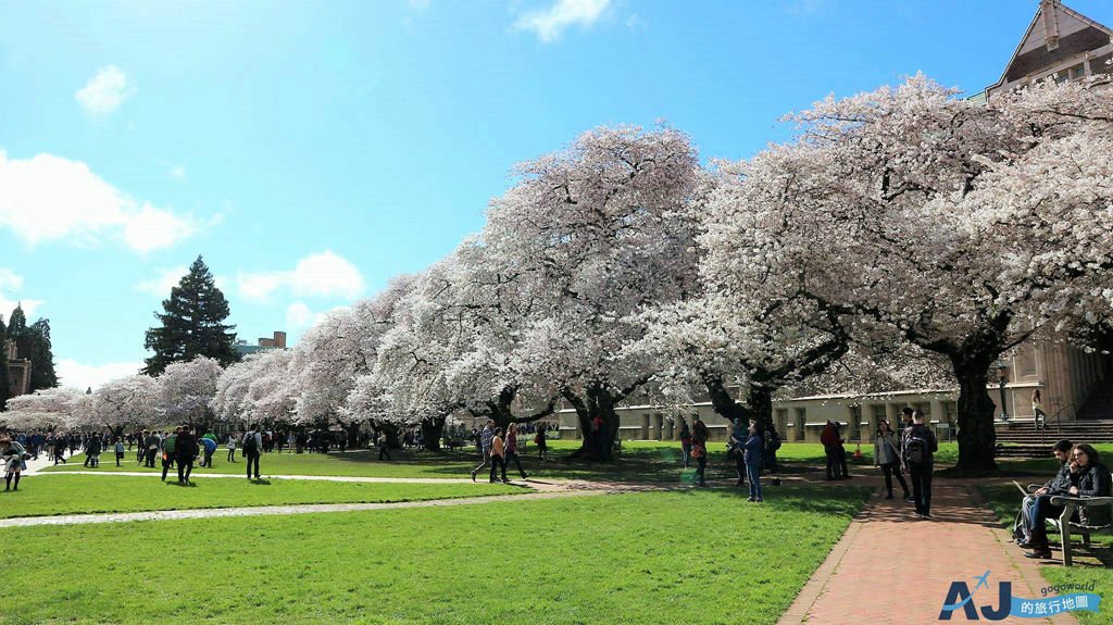 西雅圖華盛頓大學 蘇札洛圖書館 走進哈利波特世界 西雅圖的櫻花聖地 開花時間分享
