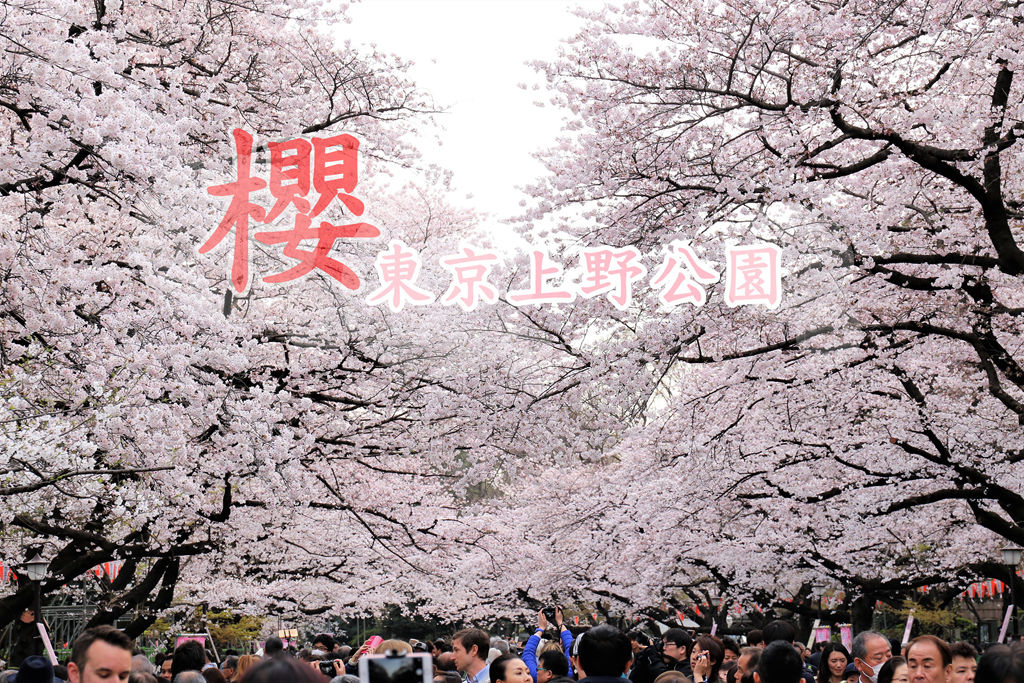 （東京賞櫻景點）上野恩賜公園 日本第一座公園 第一次東京自由行必訪景點