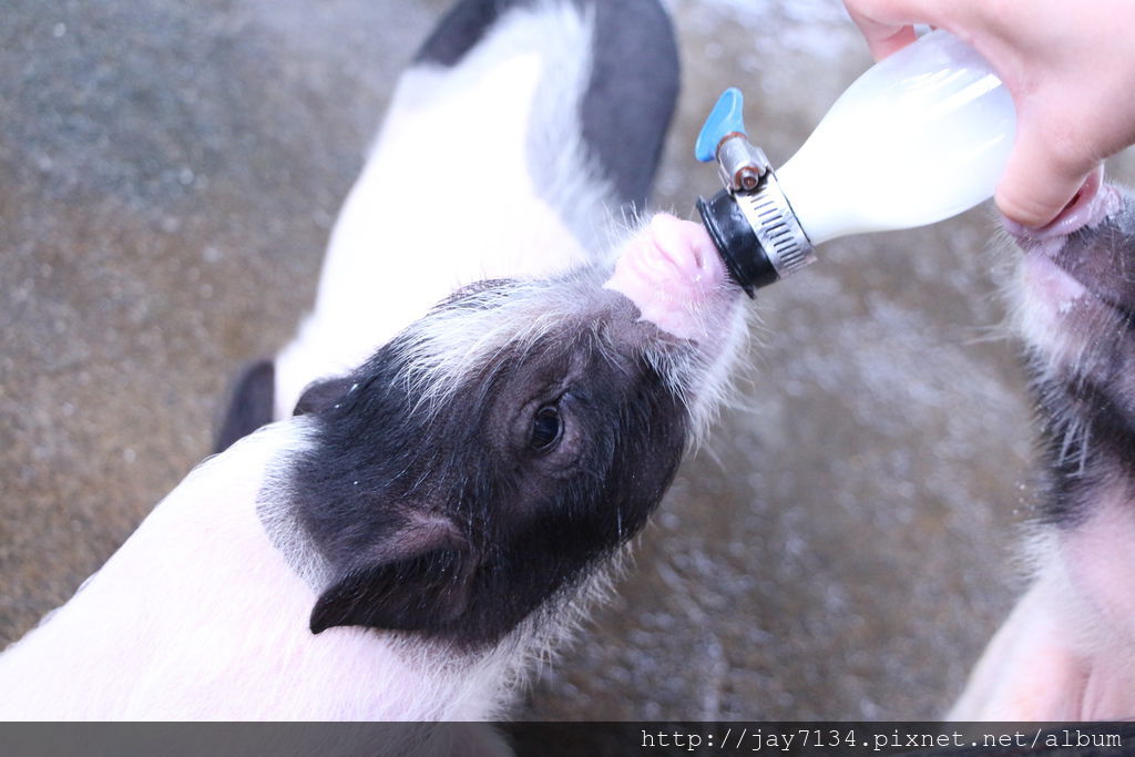 （宜蘭遊記）宜農牧場 來餵小豬喝奶 適合遛小孩、親子同遊