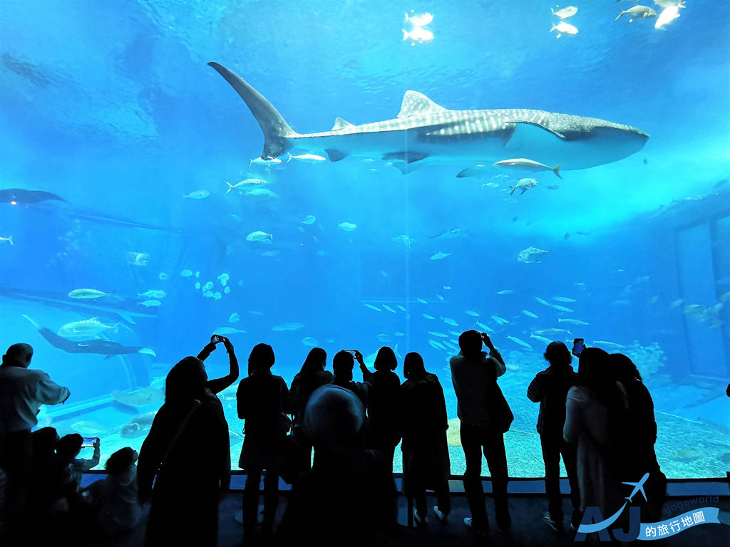 沖繩美麗海水族館、海洋博公園怎麼玩：免費海豚秀、設施分享 水族館便宜套票分享 開放時間、交通分享