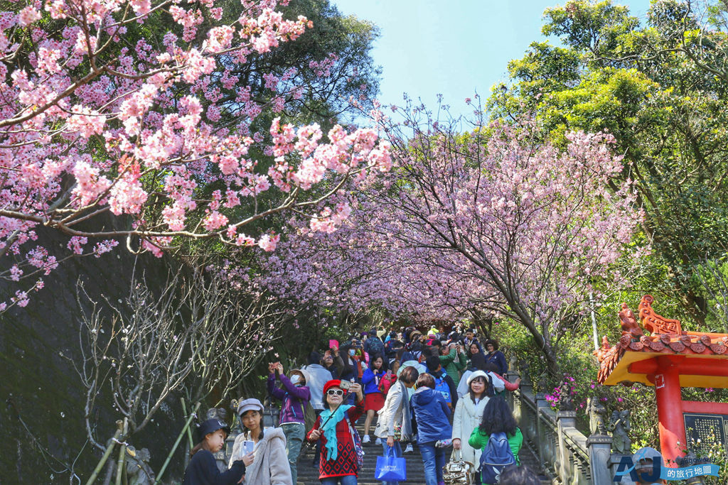 碧山巖櫻花階梯滿開 台北內湖最美的櫻花隧道 還有可眺望整個台北的觀景台 交通、開花時間分享